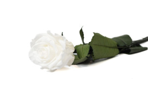 preserved-rose-on-stem-in-gift-box-9.