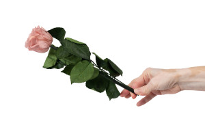 preserved-rose-on-stem-in-gift-box-9.