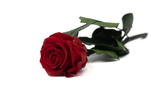 rose-tigee-stabilisee-en-coffret-9.