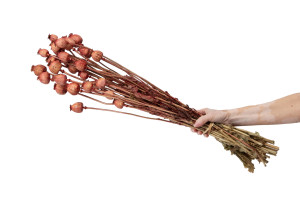 dried-poppy-250-g-18.