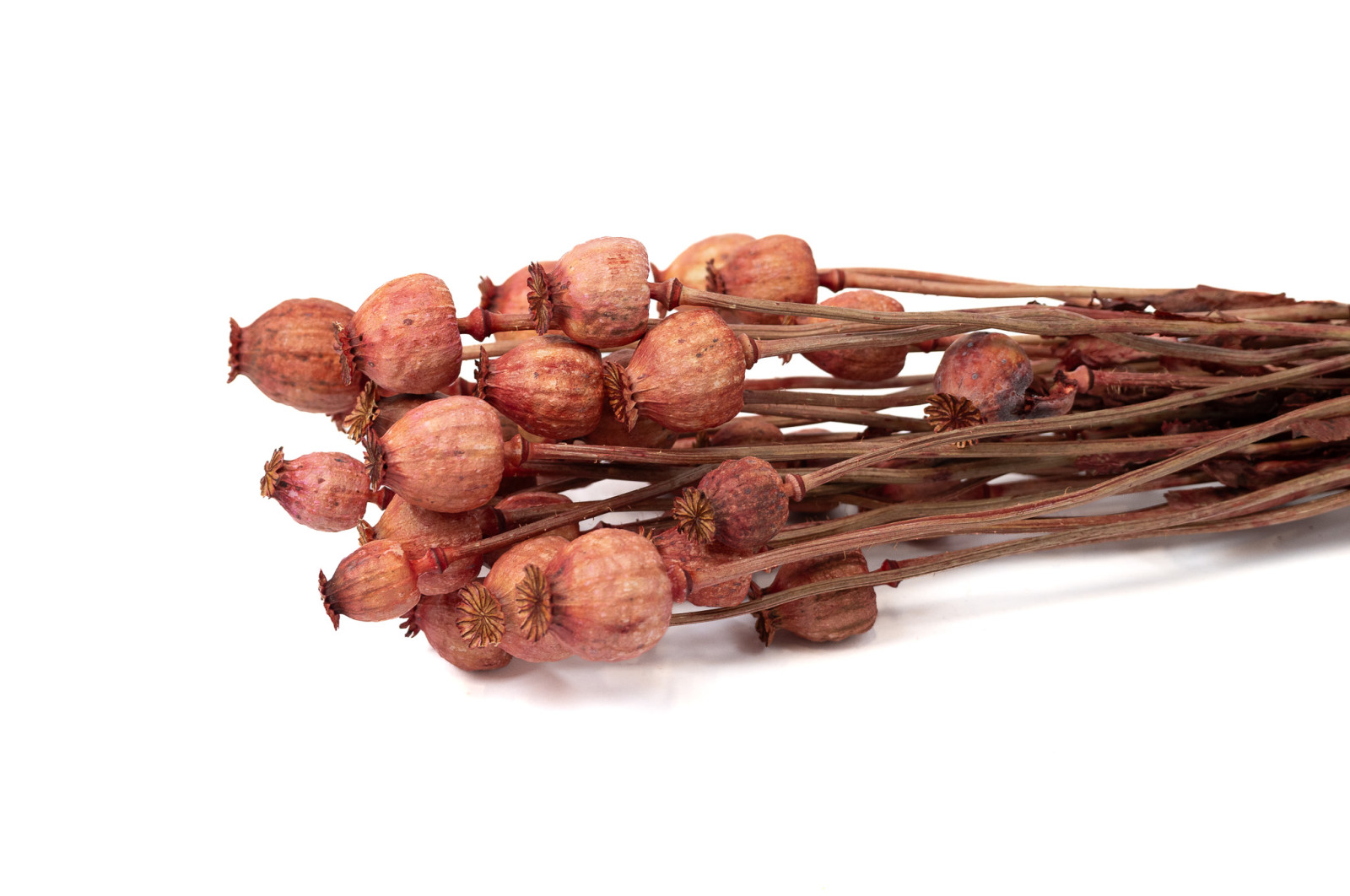 dried-poppy-250-g-18