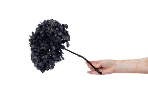 hortensia-stabilise-16-22-cm-9.