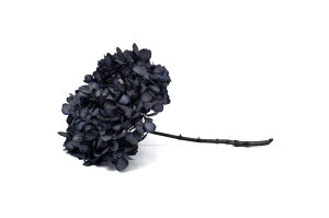 hortensia-stabilise-16-22-cm-9.
