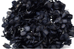 hortensia-stabilise-o-18-25-cm-9.