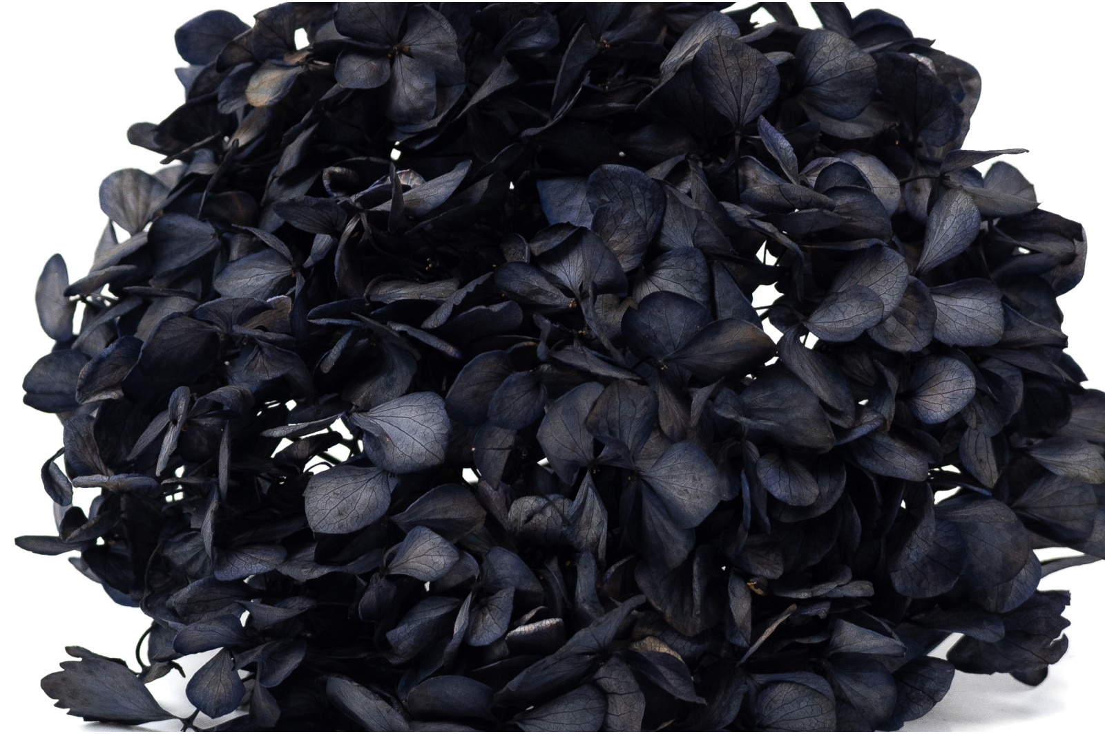 hortensia-stabilise-o-16-22-cm-9