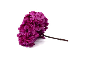 hortensia-stabilise-16-22-cm-9.