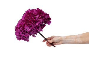 hortensia-stabilise-o-16-22-cm-9.