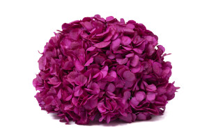 hortensia-stabilise-o-16-22-cm-9.