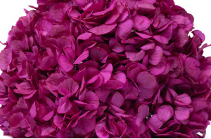 hortensia-stabilise-16-22-cm-9.