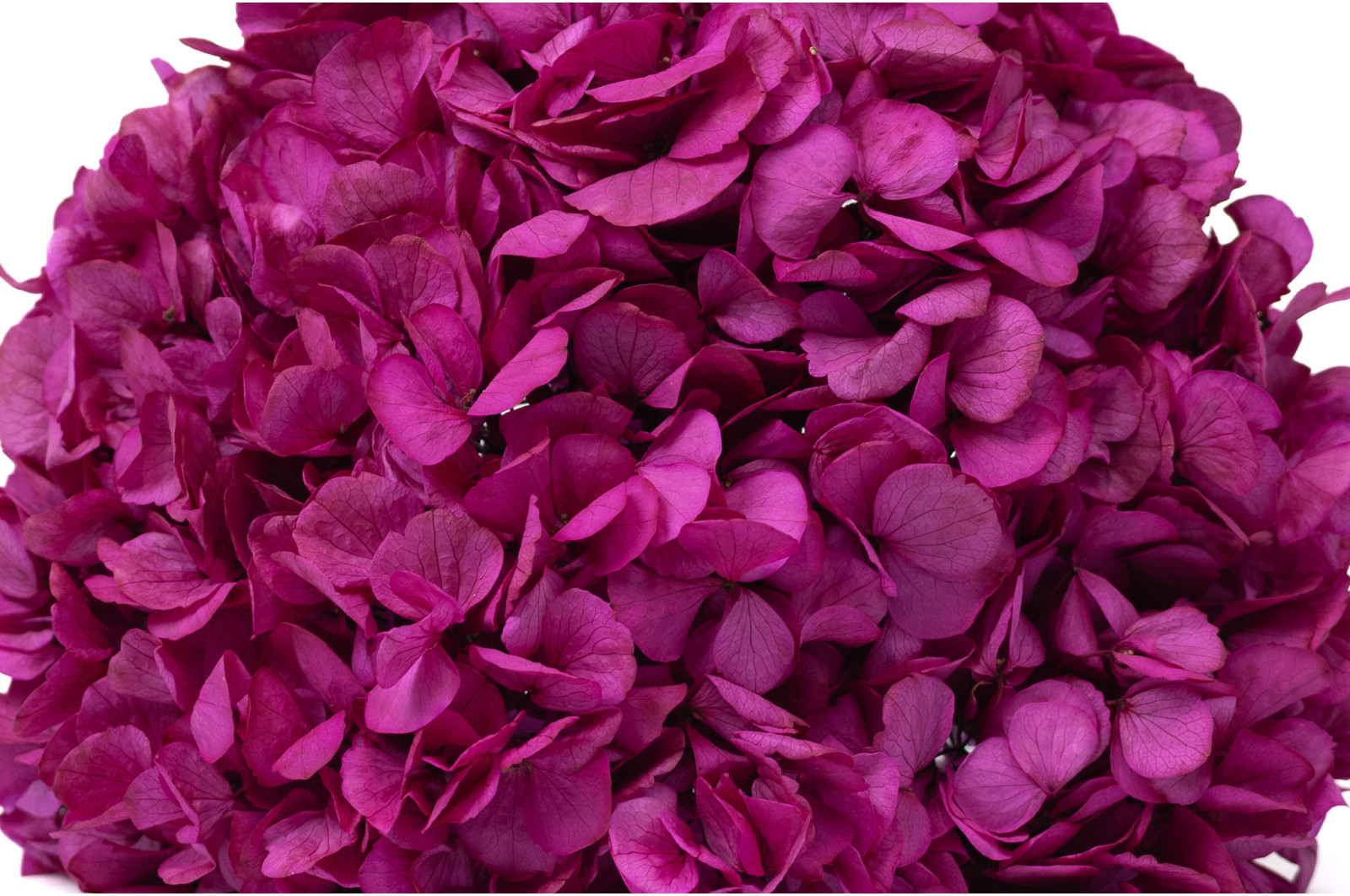 hortensia-stabilise-16-22-cm-9