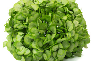 hortensia-stabilise-16-22-cm-9.
