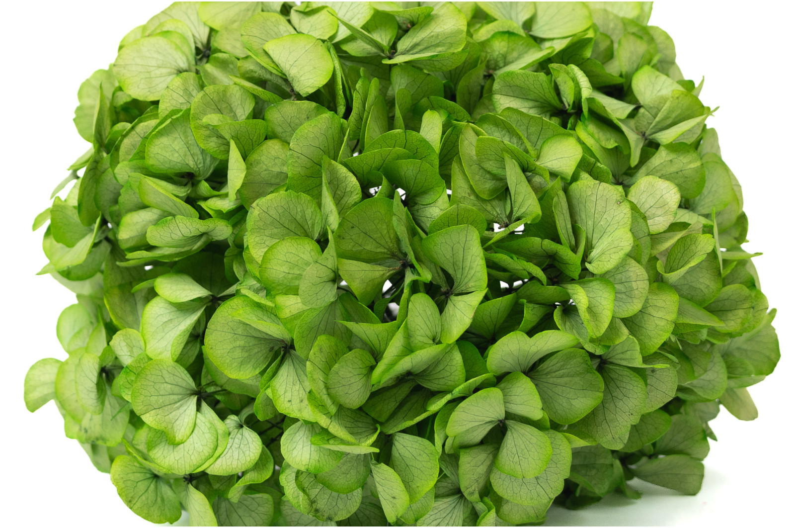 hortensia-stabilise-o-16-22-cm-9