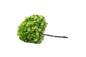 hortensia-stabilise-o-18-25-cm-9.