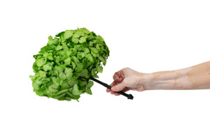 hortensia-stabilise-o-18-25-cm-9.