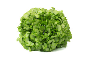 hortensia-stabilise-o-18-25-cm-9.