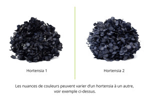 hortensia-stabilise-16-22-cm-9.