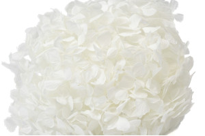 hortensia-stabilise-16-22-cm-9