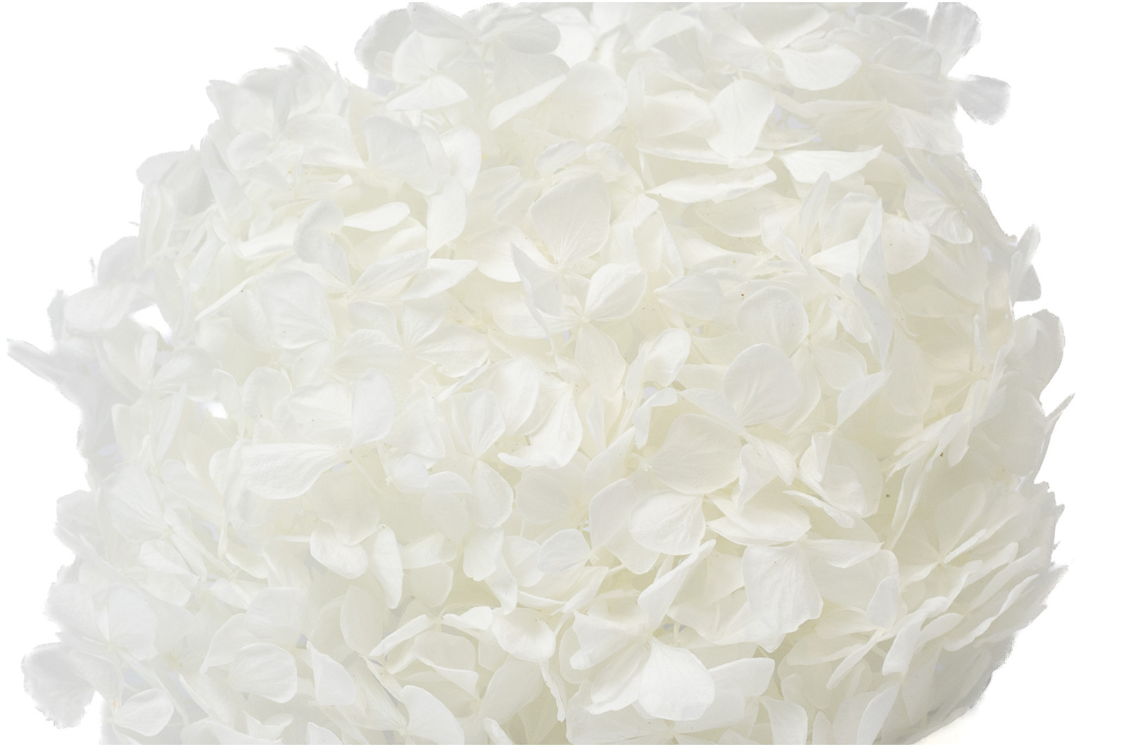 hortensia-stabilise-16-22-cm-9