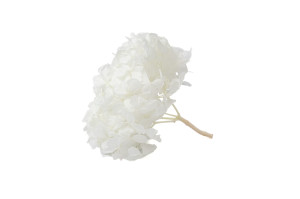 hortensia-stabilise-o-16-22-cm-9.