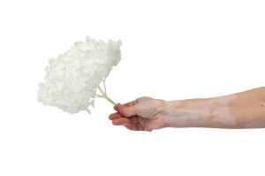 stabilisierte-hortensien-o-18-25-cm-9.