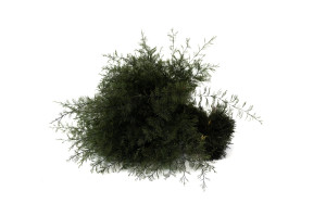 stabilisierter-air-fern-18.