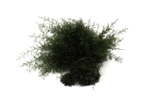 stabilisierter-air-fern-18.