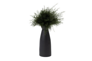 stabilisierter-air-fern-18.