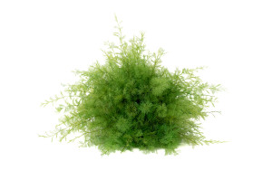 preserved-air-fern-18.