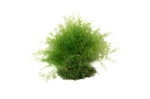 air-fern-stabilisee-18.