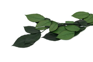 preserved-rose-stems-09