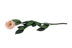 preserved-rose-stems-09.