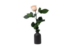 preserved-rose-stems-09.