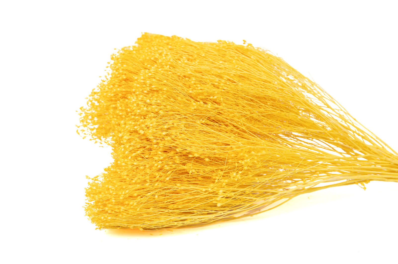 dried-broom-bloom-12