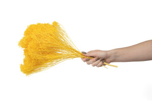 dried-broom-bloom-12.