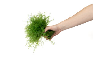 stabilisierter-air-fern-18.