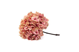 preserved-hydrangea-o-18-25-cm-9.