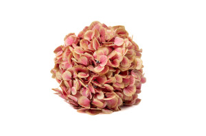 hortensia-stabilise-o-18-25-cm-9.