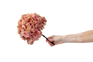 preserved-hydrangea-o-18-25-cm-9.