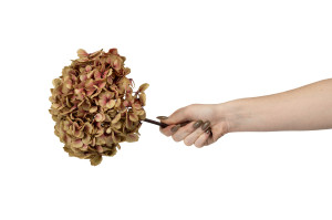 hortensia-stabilise-o-18-25-cm-9.