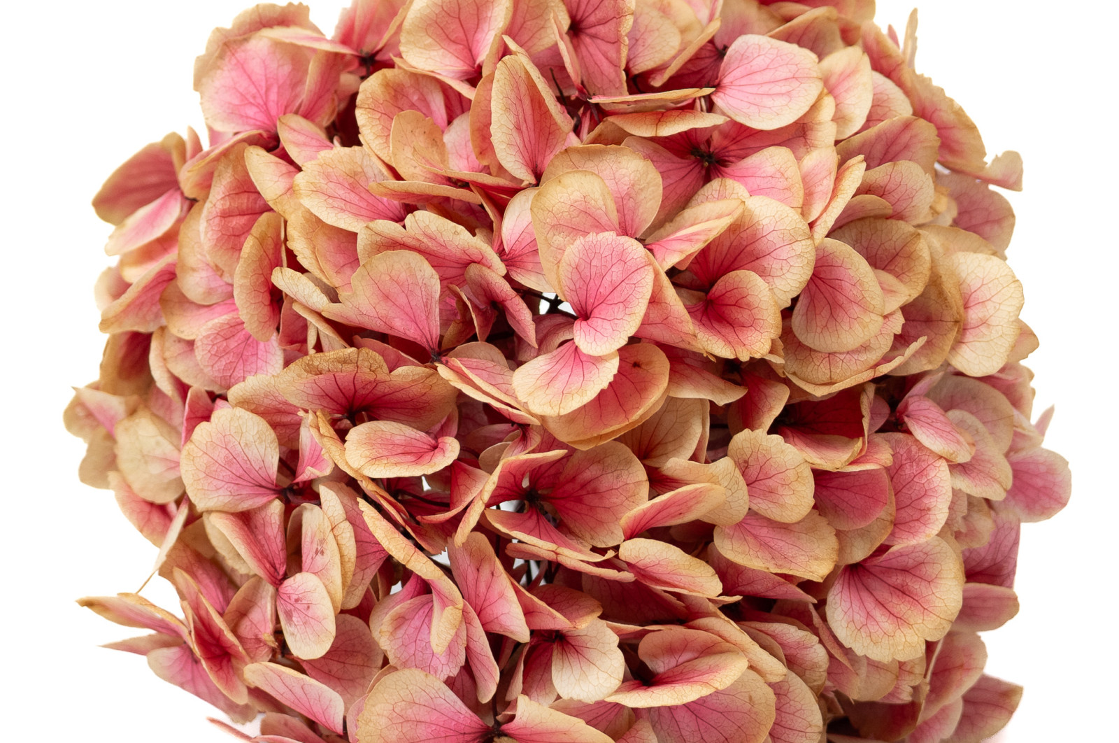 preserved-hydrangea-o-18-25-cm-9