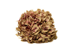 hortensia-stabilise-o-16-22-cm-9.