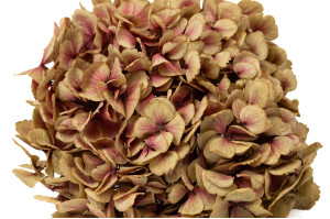 hortensia-stabilise-o-16-22-cm-9.