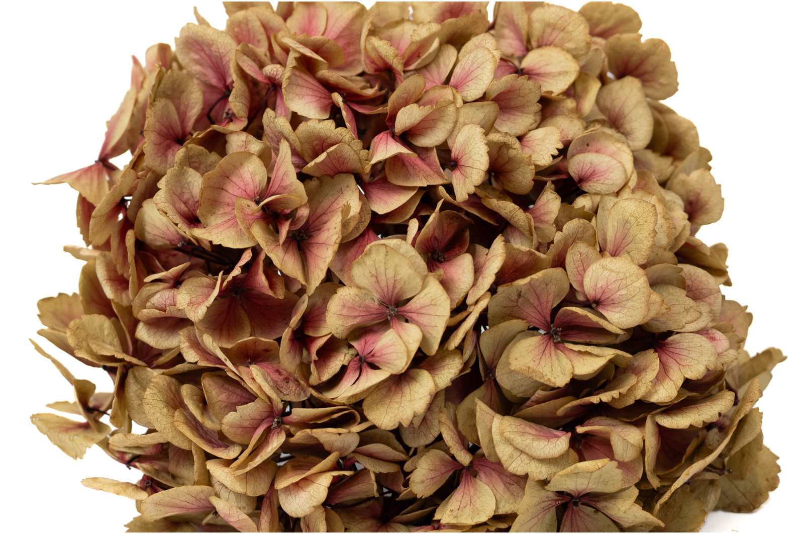 hortensia-stabilise-o-16-22-cm-9