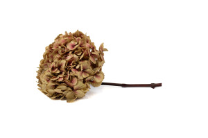 hortensia-stabilise-o-18-25-cm-9.