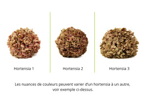 hortensia-stabilise-o-18-25-cm-9.