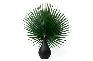 preserved-palm-washingtonia-15.