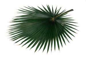 preserved-palm-washingtonia-15.