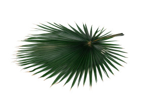 preserved-palm-washingtonia-15.