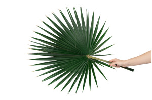 stabilisierte-palm-washingtonia-15.