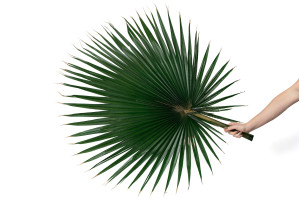 preserved-palm-washingtonia-15.